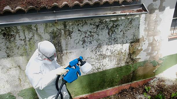 Top rated local Mold Remediation specialists in Ronks, PA